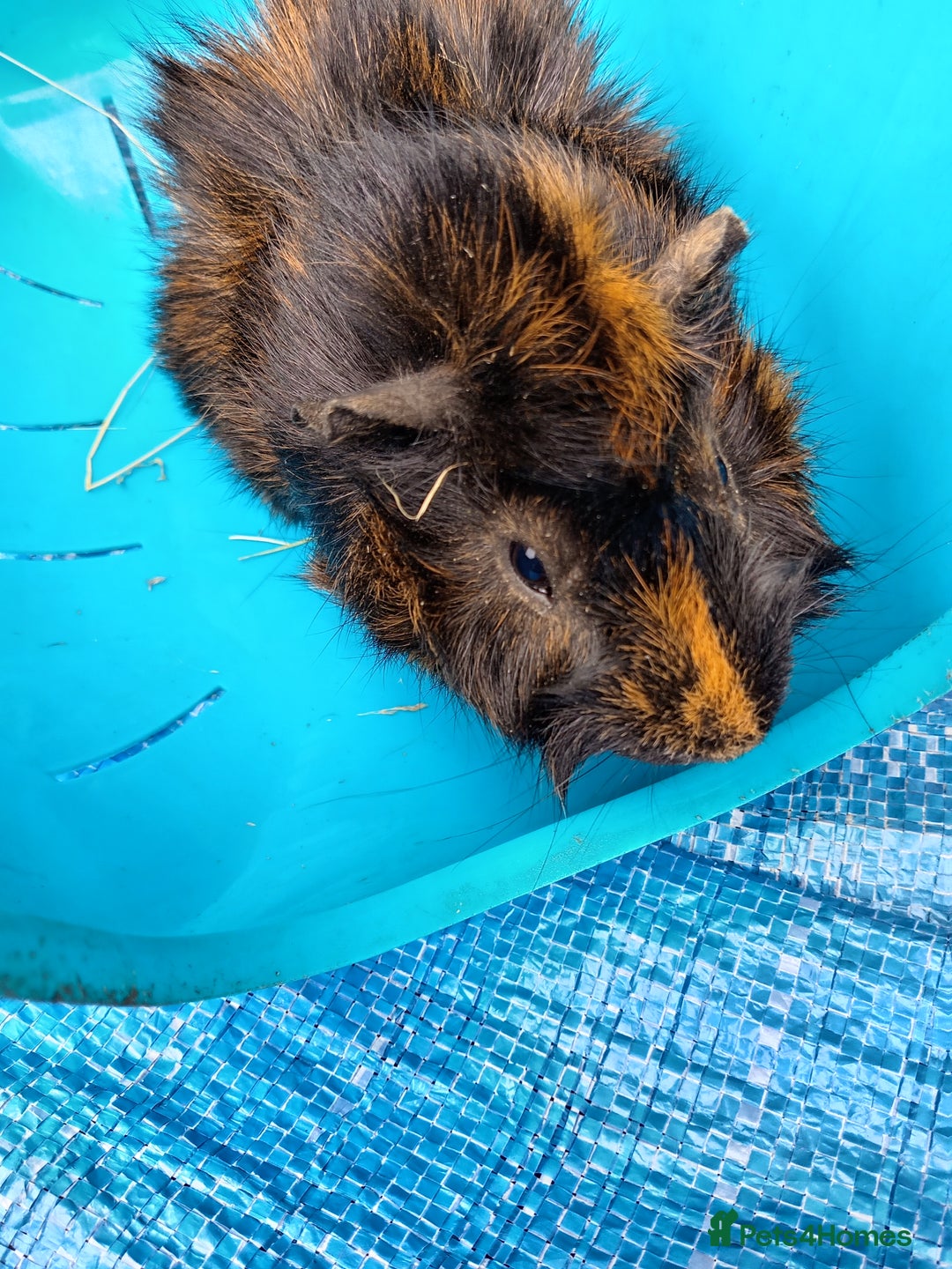Guinea Pig rodents for sale: Male Guinea Pig - Image 3