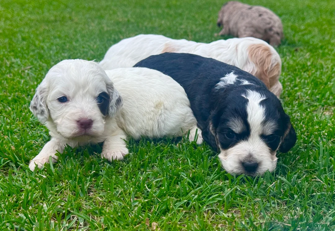 Cockapoo dogs for sale: Beautiful Cockapoo Babies 🐾🐾🐾 - Advert 2