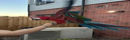 Macaws birds for sale: Male Green-winged Macaw – complete setup in Milton Keynes - Advert 4