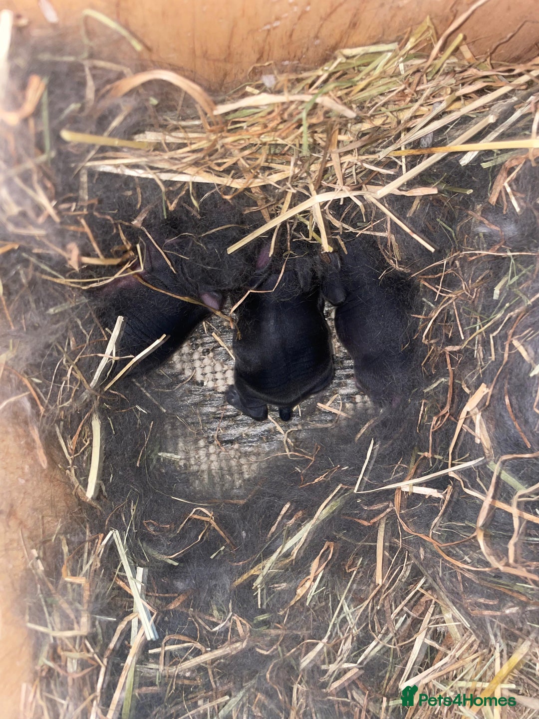 Mixed Breed rabbits for sale: 5 Rex/lionhead mix bunnies for sale - Advert 6