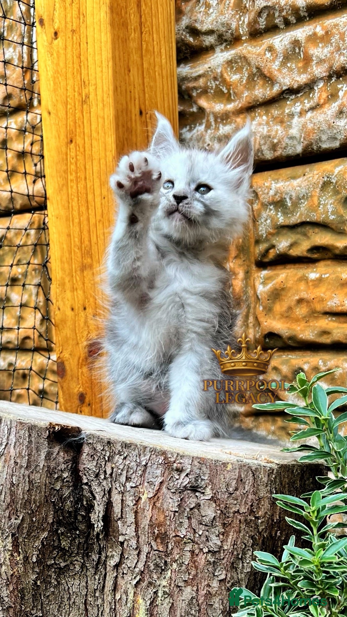 Maine Coon cats TICA registred Maine coon kittens. Rare colours  - Advert 1