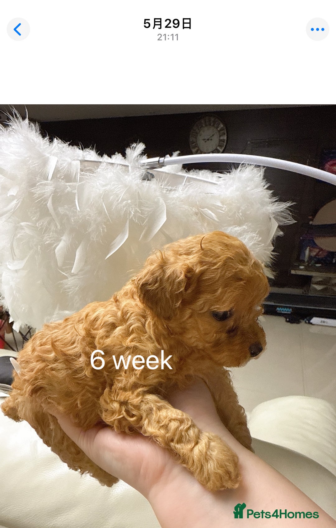 Toy Poodle dogs for sale: Asian Tiny Toy Poodle girl - Image 8