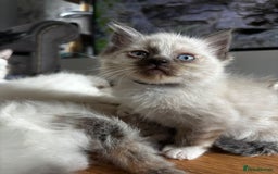 Ragdoll cats for sale: 6 gorgeous fluffy ragdoll kittens  - Image 9