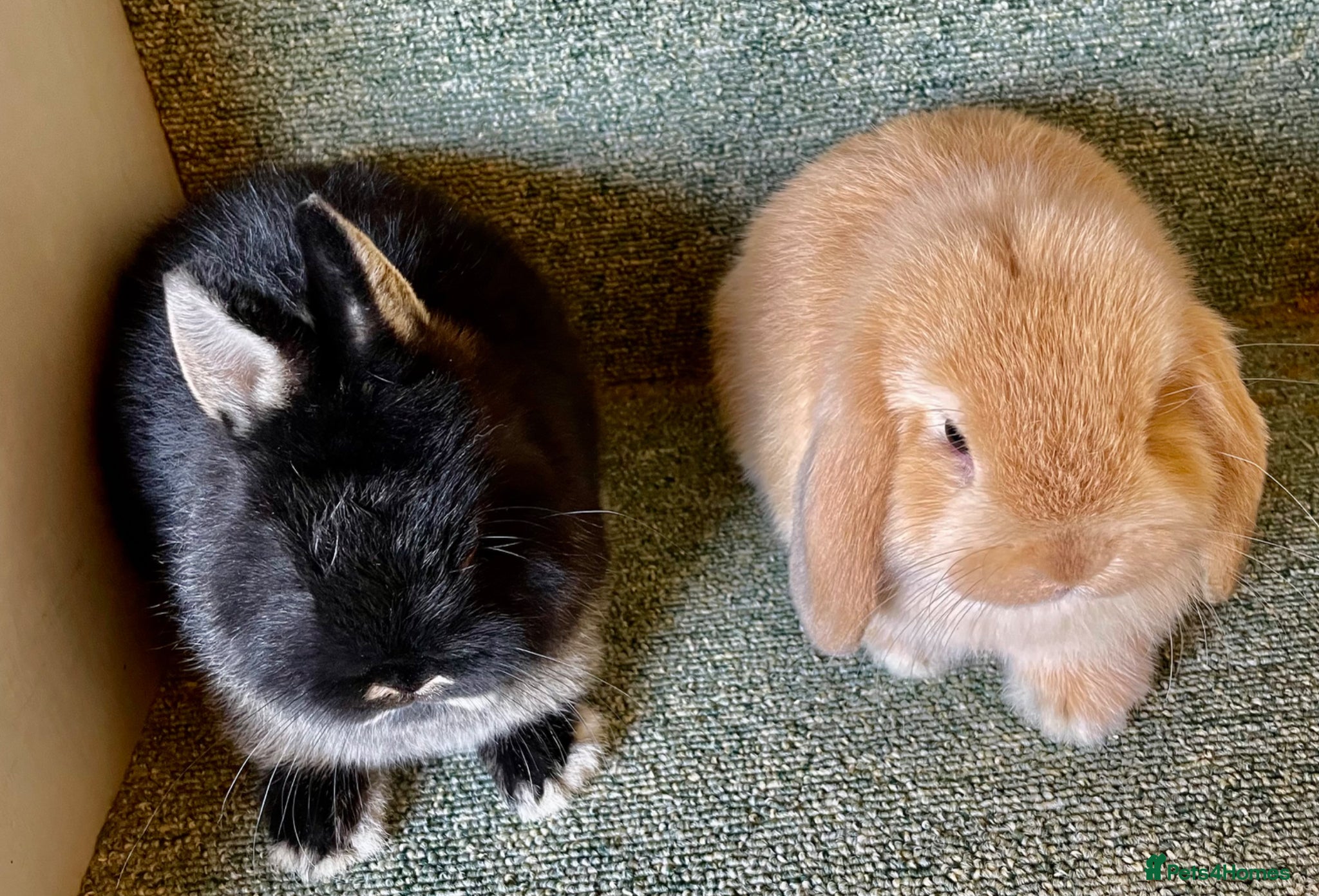 Mini Lop rabbits Mini lop and Netherland Dwarf sweet baby males - Advert 21