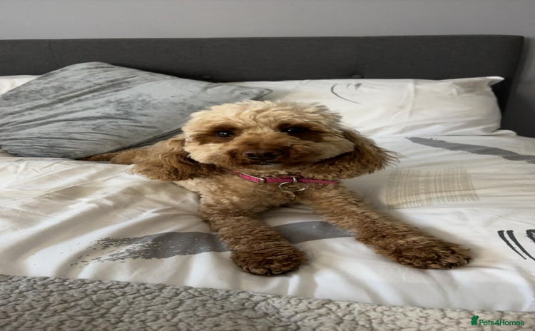 Cockapoo dogs - Advert 1