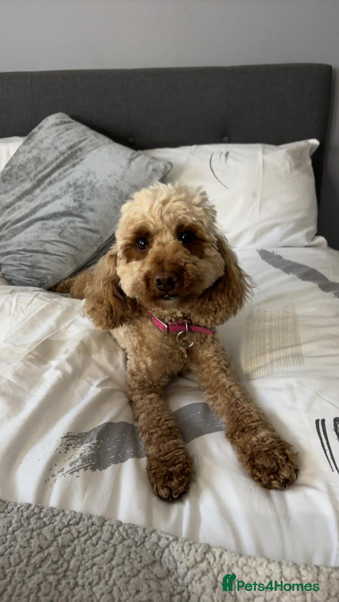 Cockapoo dogs for sale: Loving 3 year old Cockapoo Luna. - Image 1