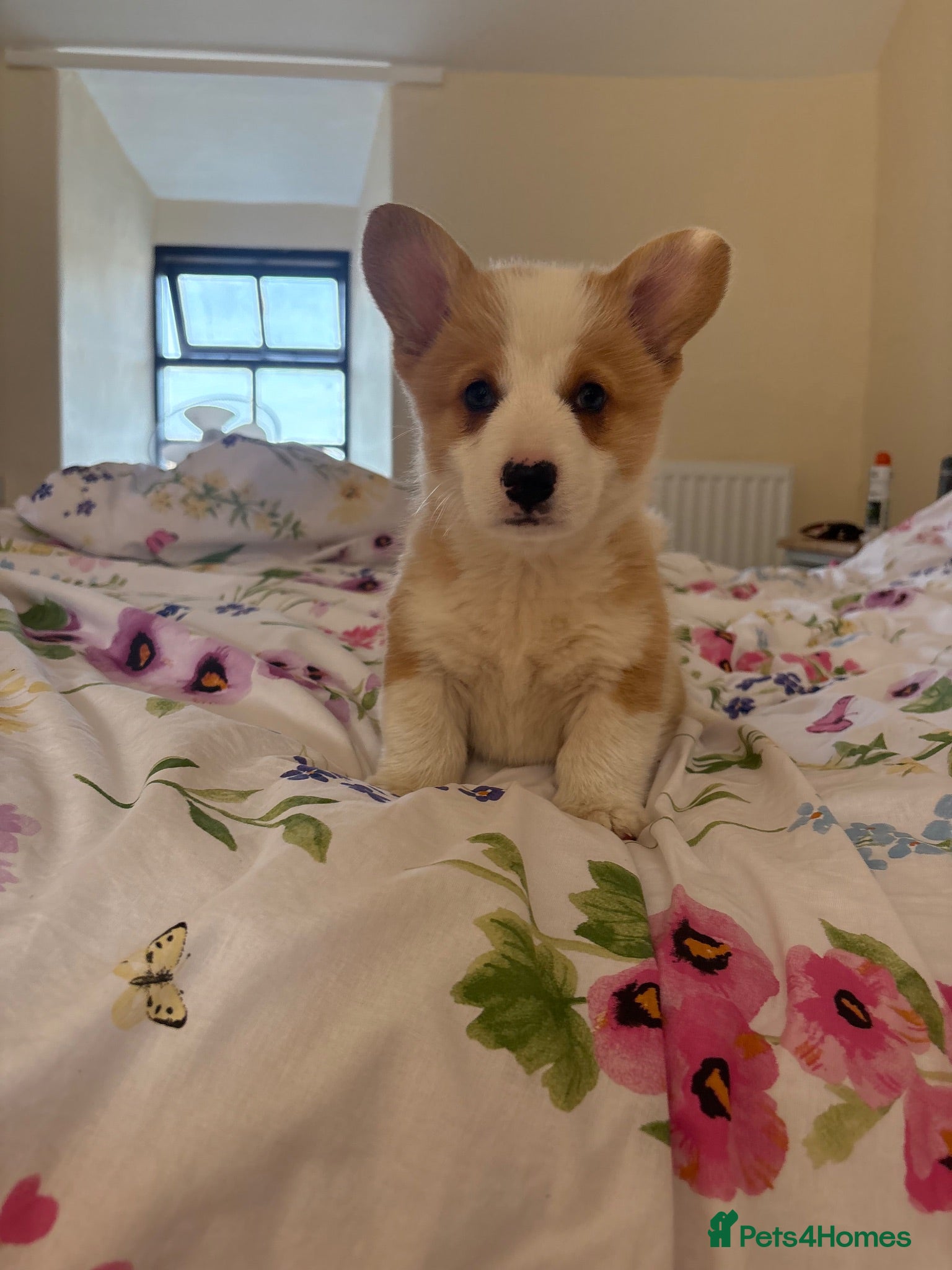Welsh Corgi Pembroke dogs KC Pembrokeshire Corgi Puppies with Champion Lines - Advert 1