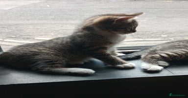 Mixed Breed cats - Advert 4