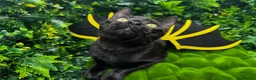 Egyptian Mau cats for sale: TICA Registered Smoke Egyptian Mau last 2 females  - Advert 7