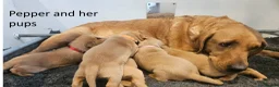 Labrador Retriever dogs for sale: Red Fox Labs : Health Checked-KC Reg,FTCH Pedigree - Advert 34