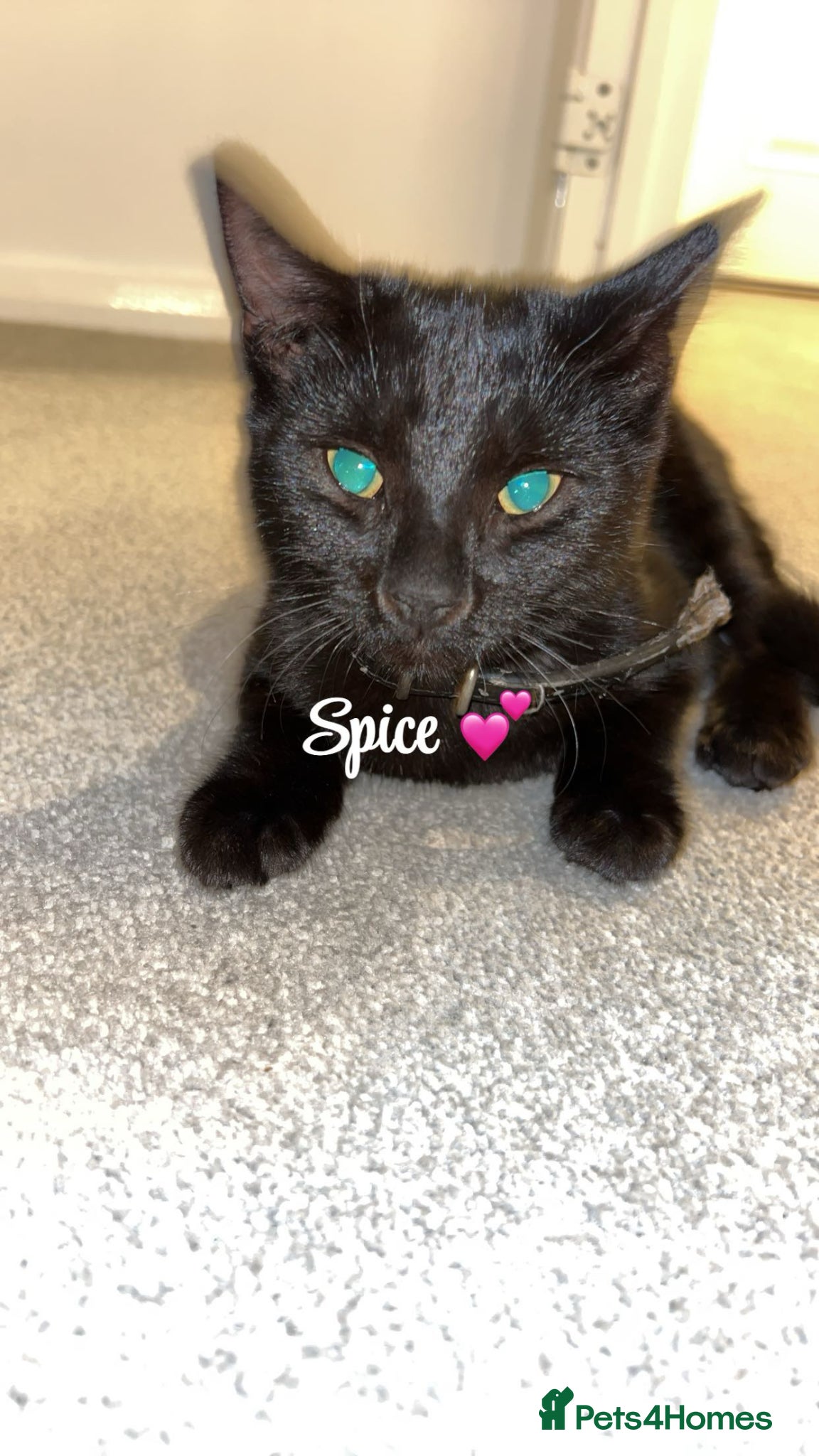 Mixed Breed cats Kittens for sale  - Advert 4