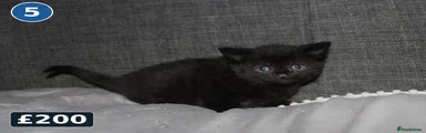 Kitten 5