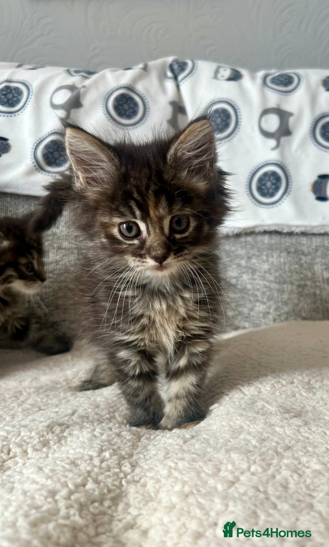 Maine Coon cats for sale: Maine Coon Kittens - Image 5