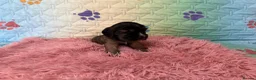 Cocker Spaniel dogs for sale: Kc registered show cocker spaniels  - Advert 9