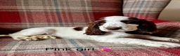 Cocker Spaniel dogs for sale: KC registered, show type, cocker spaniels  - Advert 11