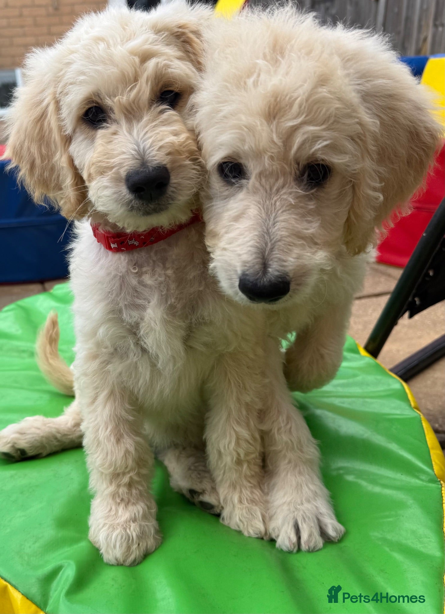 Goldendoodle dogs 🐾 Goldendoodle Puppies ready for forever homes 🐾 - Advert 2