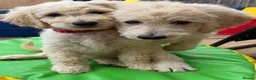 Goldendoodle dogs for sale: 🐾 Goldendoodle Puppies ready for forever homes 🐾 - Advert 2