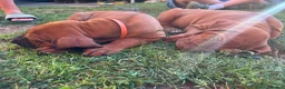 Rhodesian Ridgeback dogs for sale: Beautiful Rhodesian Ridgeback puppies-Family pet - Advert 9