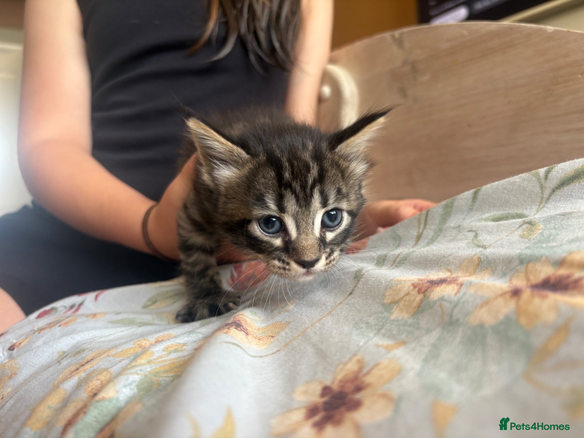 Mixed Breed cats for sale: Kittens!! in Boston - Advert 2