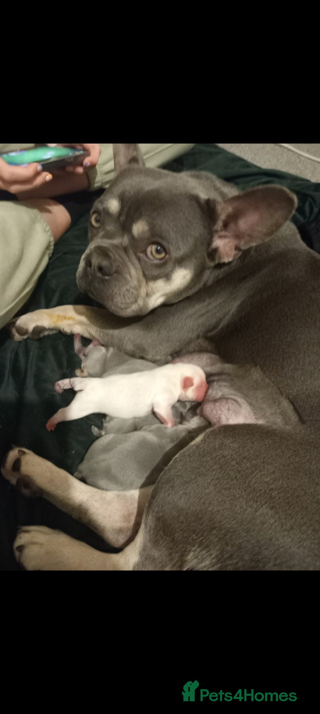 French Bulldog dogs for sale: French bulldog pups  - Image 4