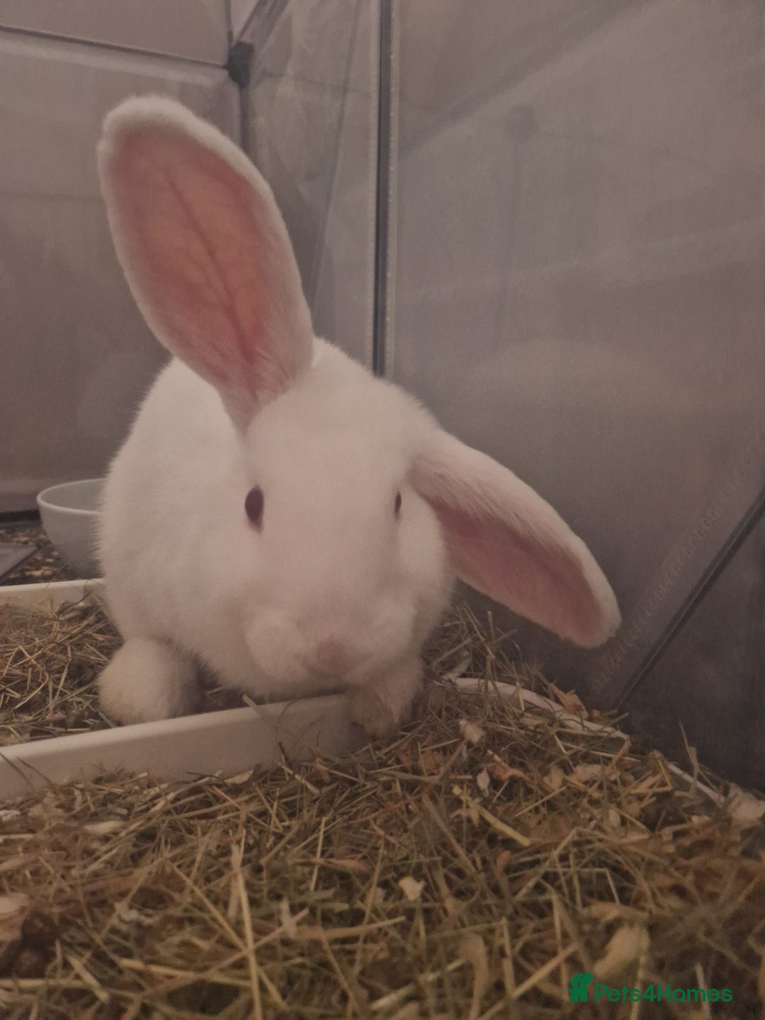 New Zealand rabbits for sale: New Zealand white rabbit  - Image 4