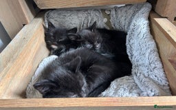 British Shorthair cats for sale: Two kittens available - Image 2