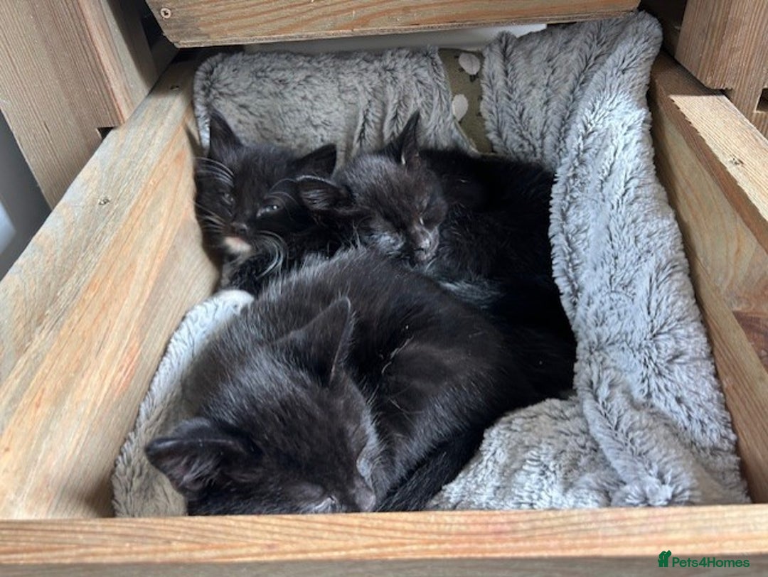 British Shorthair cats for sale: Two kittens available - Image 2