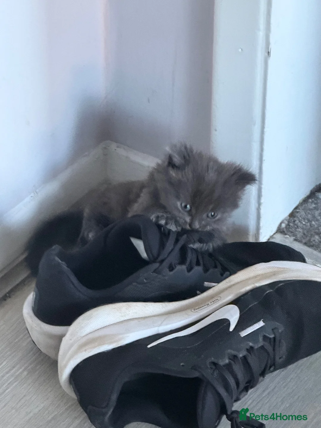 Mixed Breed cats for sale: Three grey kittens  in Peterborough - Advert 6