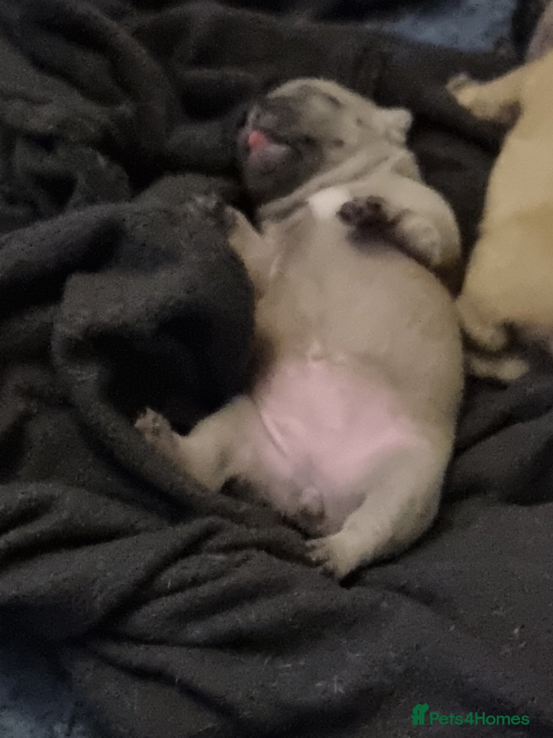 French Bulldog dogs for sale: Beautiful chunky frenchie puppies - Advert 21