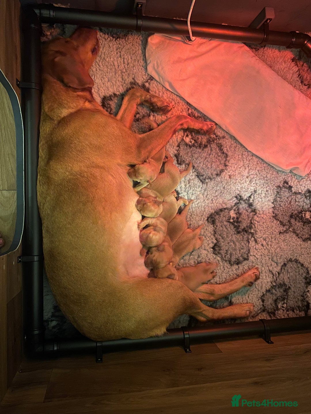 Labrador Retriever dogs for sale: Health Tested FTCH Sired Working Labrador Puppies - Advert 3