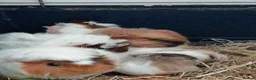 Guinea Pig rodents for sale: 5Baby Half-Peruvian Guinea Pigs Need Loving Homes  - Advert 7