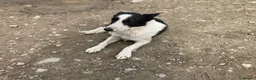 Mixed Breed dogs for sale: Collie x kelpie pups - Advert 2