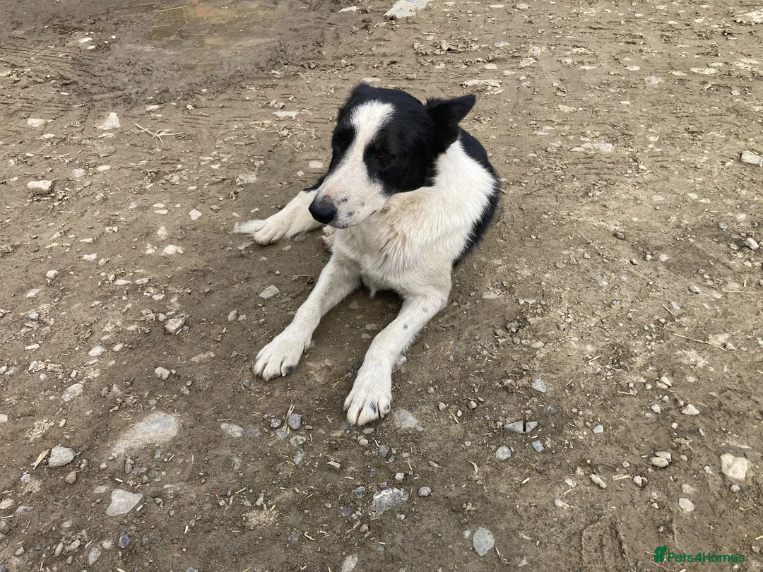 Mixed Breed dogs for sale: Collie x kelpie pups - Advert 2