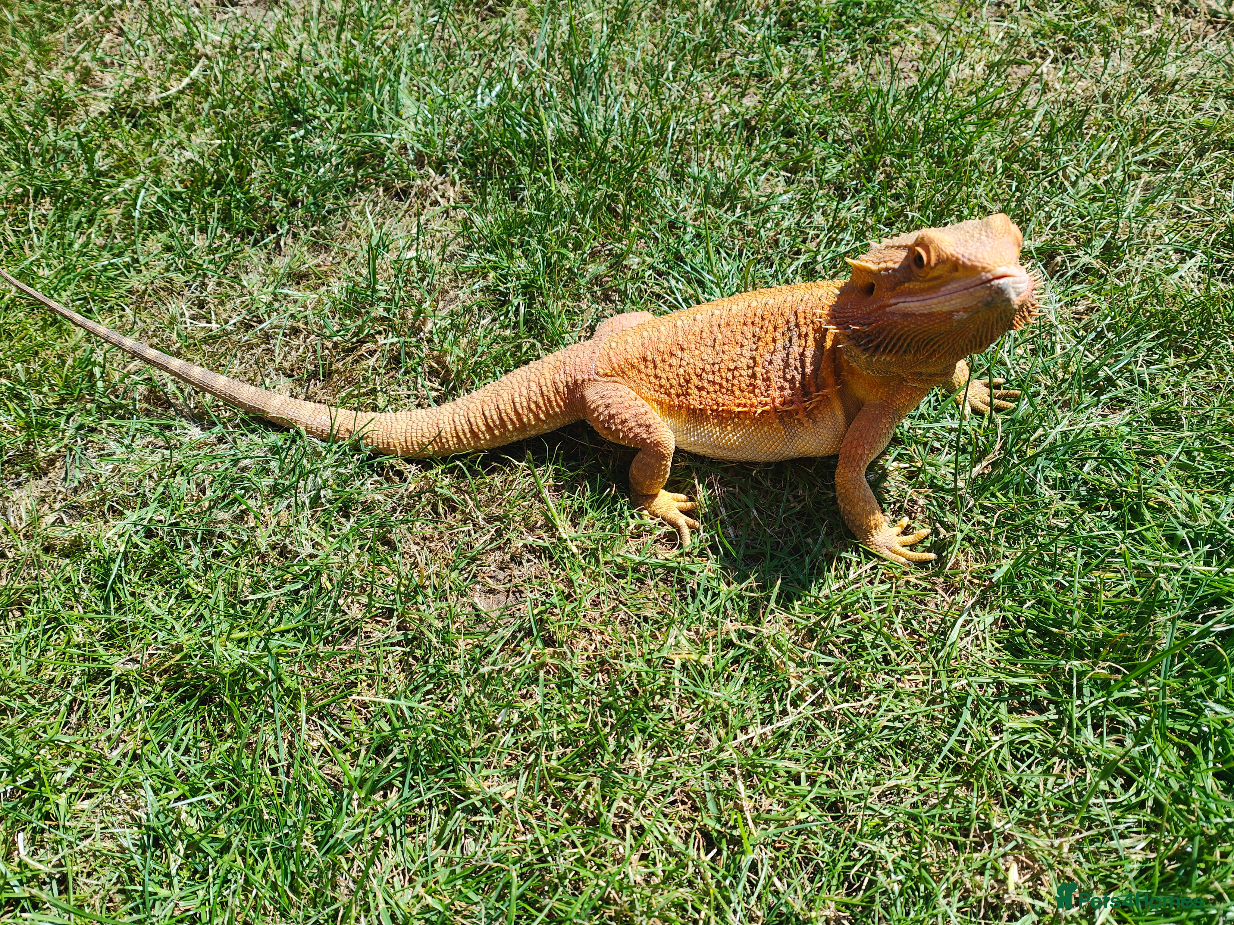 Bearded Dragon reptiles 2 gorgeous beardies looking for new forever home.  - Advert 17