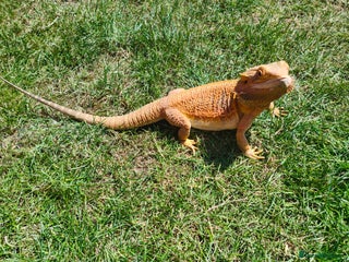 Bearded Dragon reptiles 2 gorgeous beardies looking for new forever home. - Advert 11