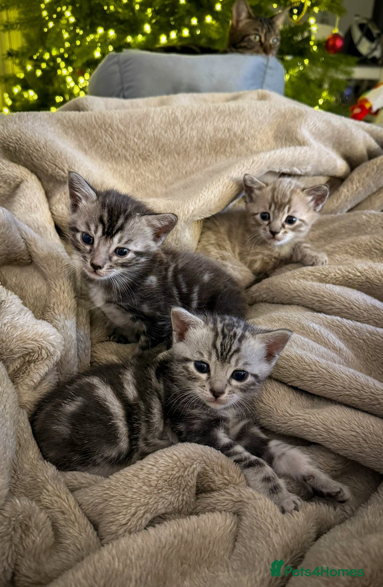 Bengal cats Adorable Snow / Charcoal Bengal kittens for sale - Advert 17