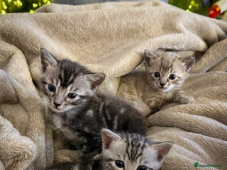 Bengal cats Adorable Snow / Charcoal Bengal kittens for sale - Advert 1