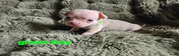 Mixed Breed dogs for sale: 4 week old French bullhuahua puppies. in Alford - Advert 5