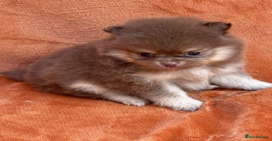 Pomeranian dogs - Advert 5