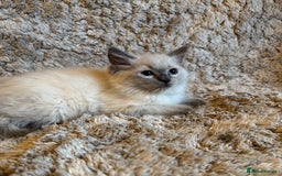 Ragdoll cats for sale: 4 pure ragdoll kittens for sale - Image 3