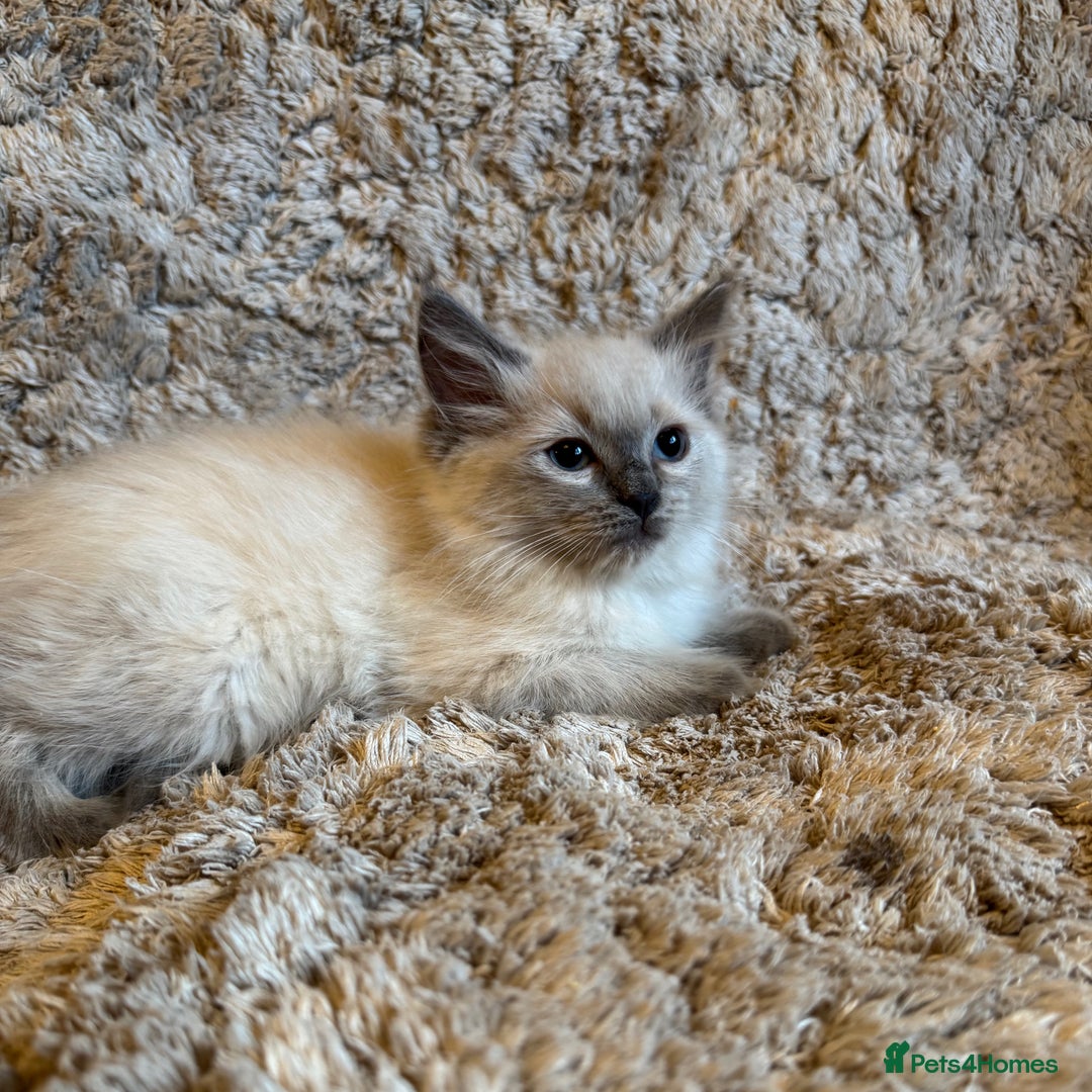 Ragdoll cats for sale: 4 pure ragdoll kittens for sale - Image 3