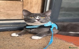British Shorthair cats for sale: 8 month old ozzy  - Image 2