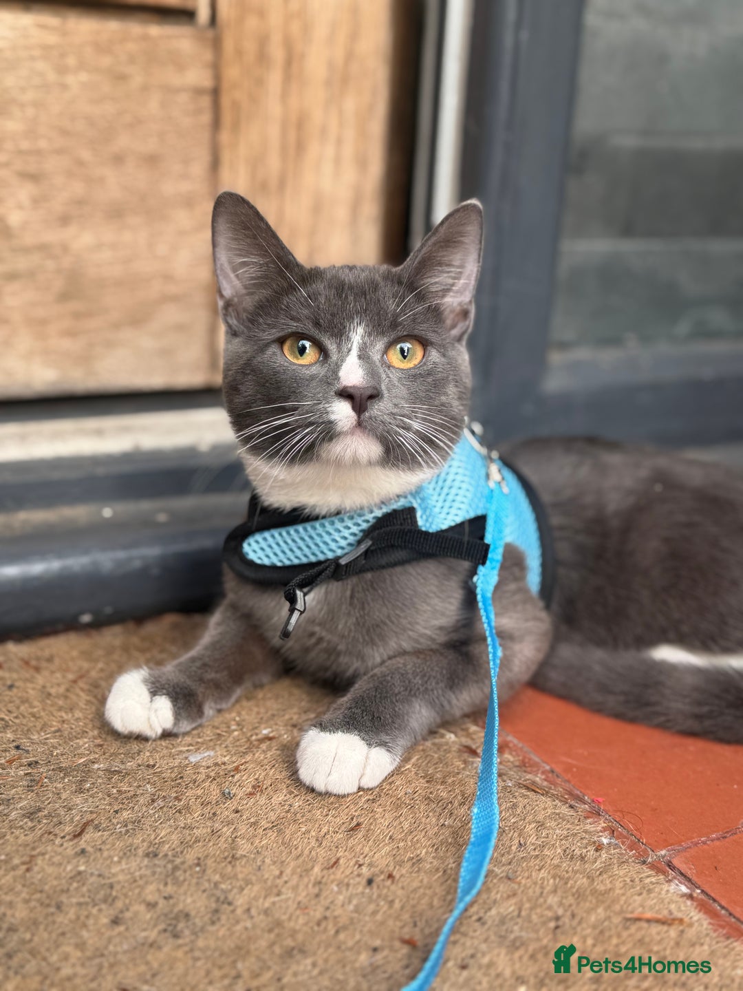 British Shorthair cats for sale: 8 month old ozzy  - Image 2