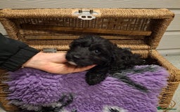 Cockapoo dogs for sale: Cockapoo pups - Advert 7