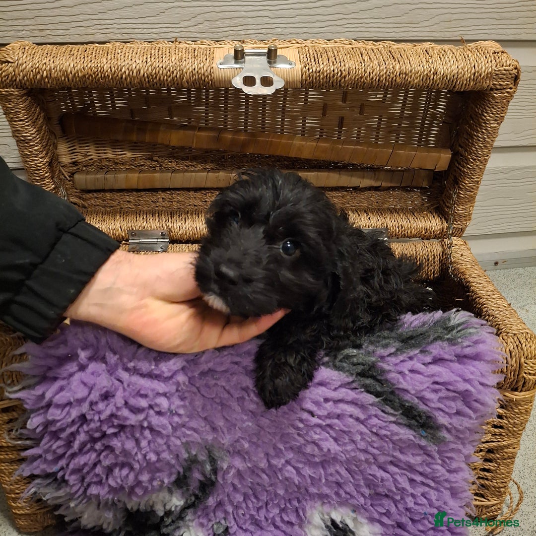 Cockapoo dogs for sale: Cockapoo pups - Advert 7