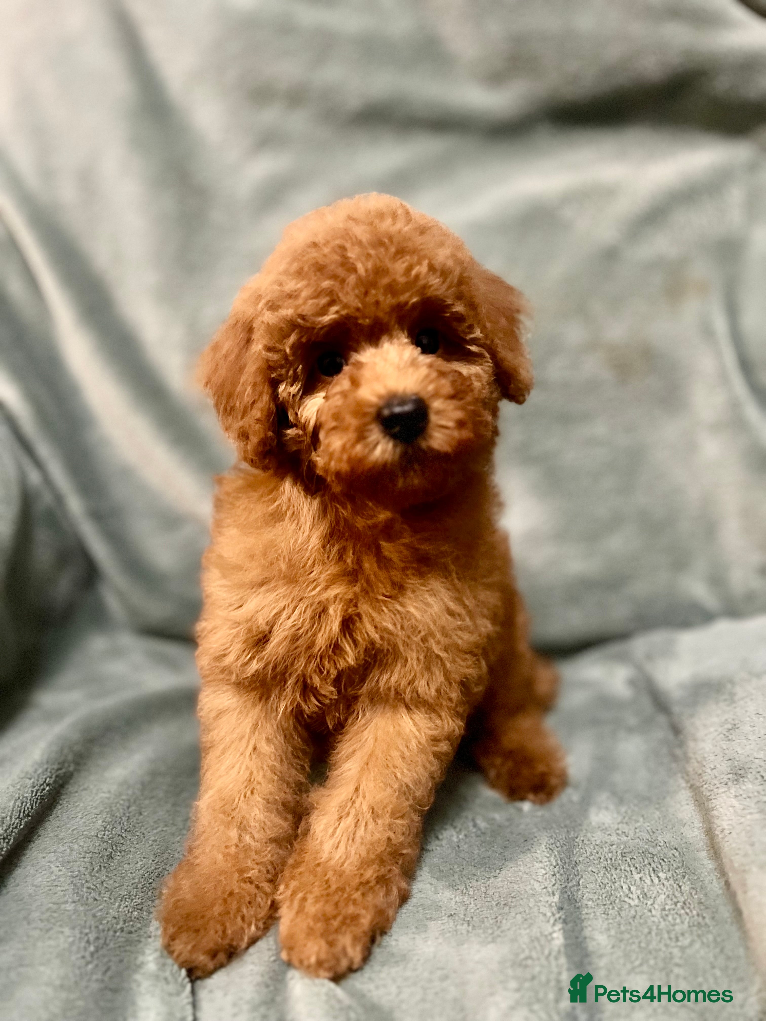 Toy Poodle dogs DNA health tested Toy Poodle male pups  - Advert 7