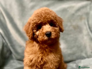 Toy Poodle dogs DNA health tested Toy Poodle male pups - Advert 4