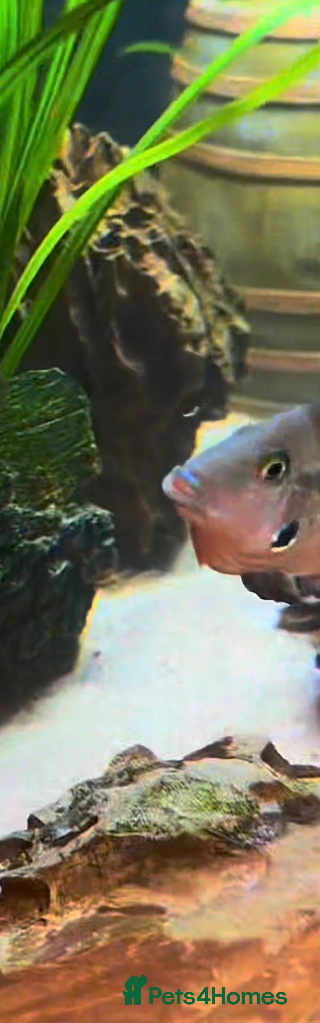 Cichlids fish for sale: Fire mouth cichlid  - Advert 5