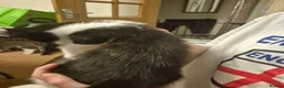 Mixed Breed cats for sale: Beautiful kittens for sale - Advert 6