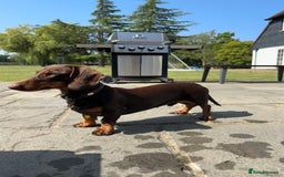 Miniature Dachshund dogs for stud: Standard Dachshund Male Stud - Image 4